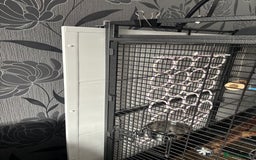 Parrots birds for sale: Large Parrot Cage - Image 13