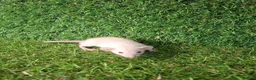 Rat rodents for sale: DWARF RATS - Advert 18