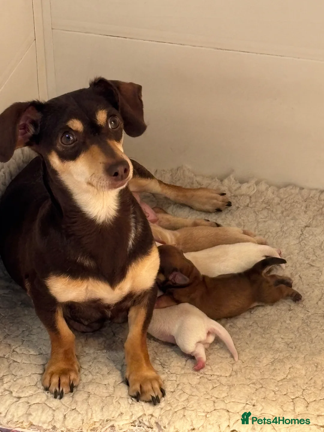 Chiweenie dogs for sale: Beautiful pups available  - Advert 1