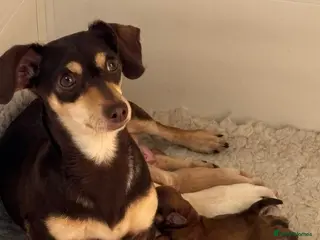 Chiweenie dogs Beautiful pups available - Advert 3