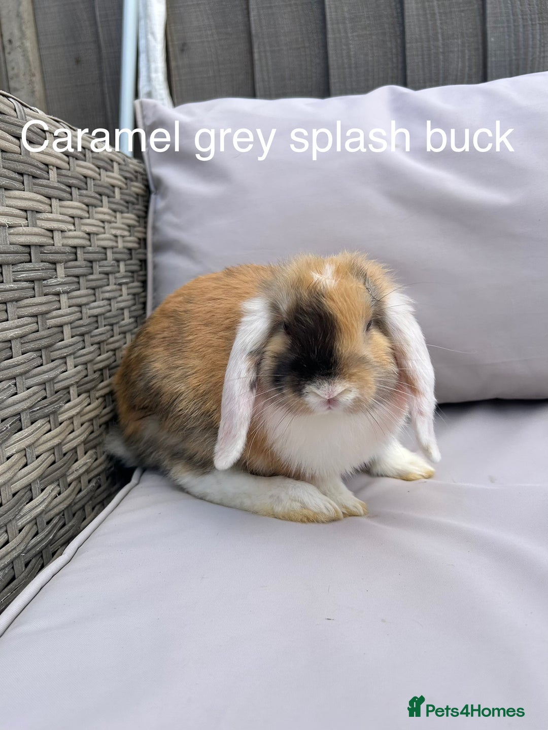 Mini Lop rabbits for sale: Beautiful baby mini lop rabbits  - Image 10