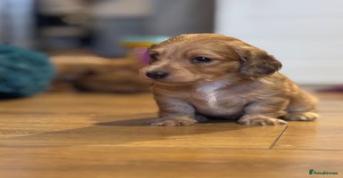 Miniature Dachshund dogs - Advert 4