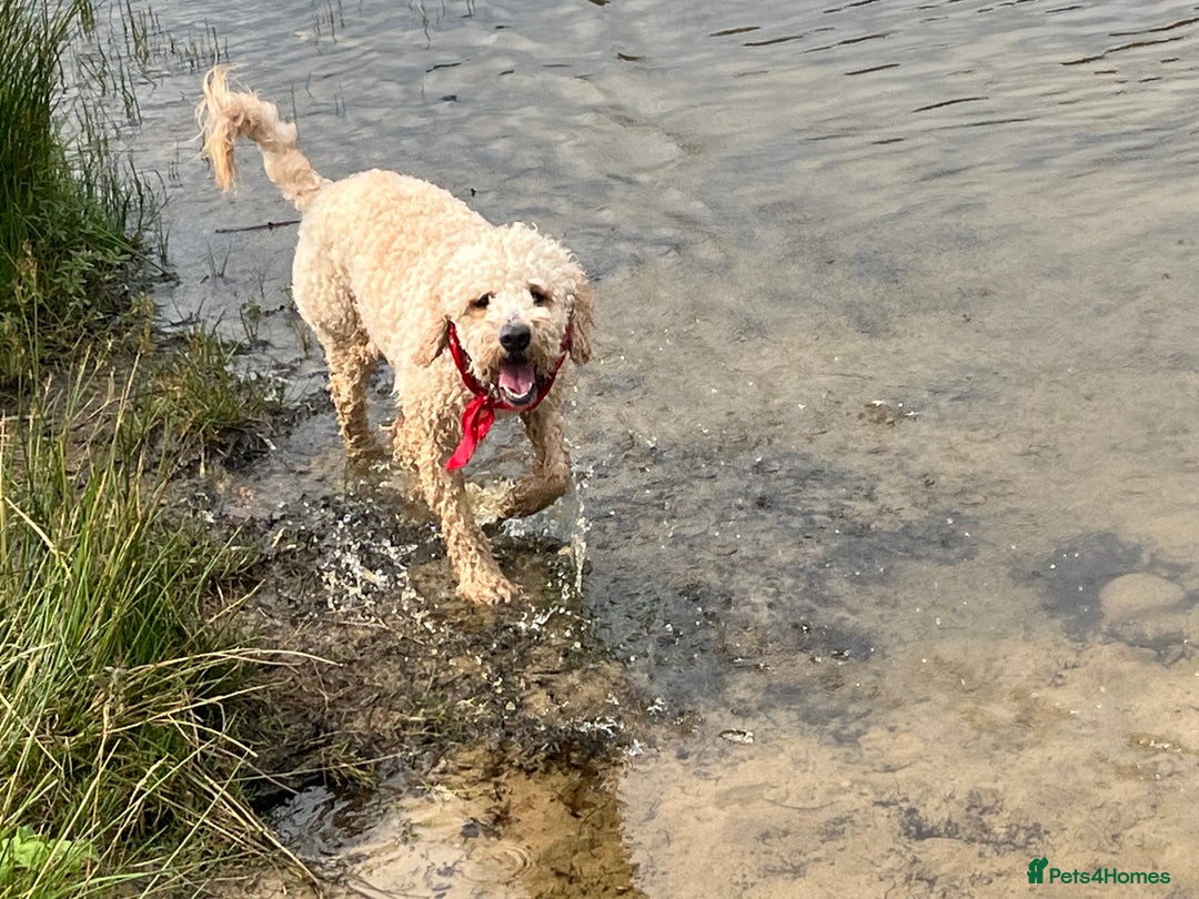 Mixed Breed dogs for stud: Lagotto x sproodle Sonny - Advert 5