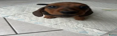 Miniature Dachshund Puppy 3