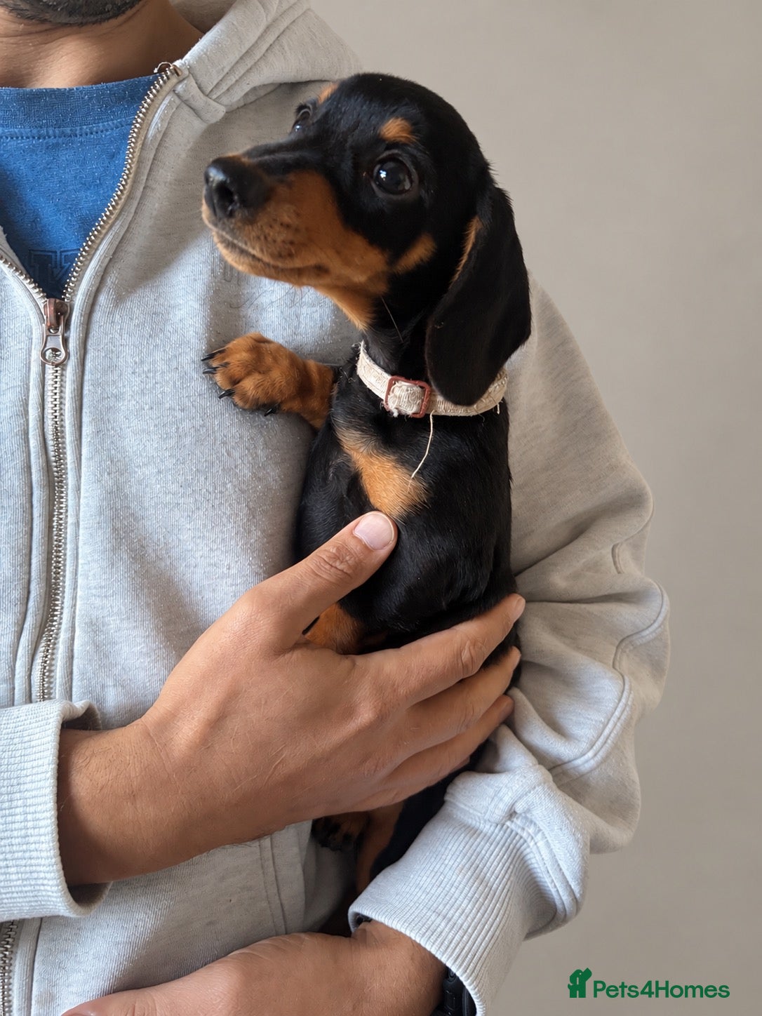 Miniature Dachshund dogs Miniature Smooth Dachshund's  - Advert 1