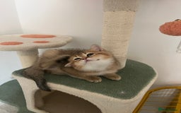 Brazilian Shorthair cats for sale: Beautiful golden British short hair female - Image 6
