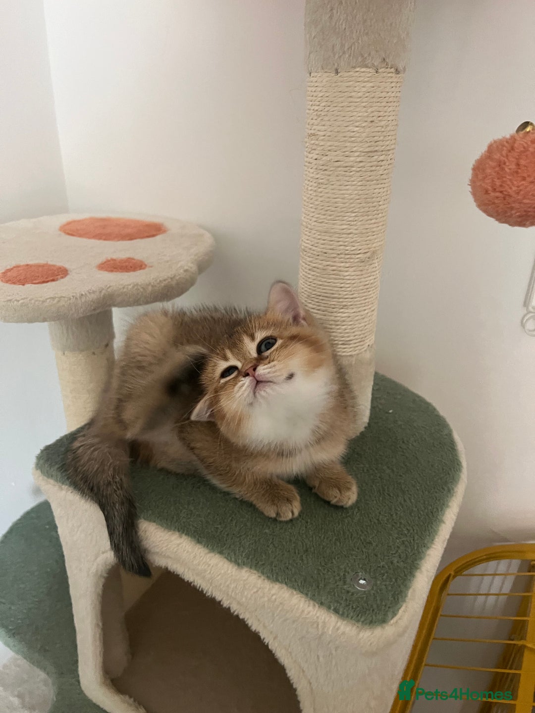 Brazilian Shorthair cats for sale: Beautiful golden British short hair female - Image 6