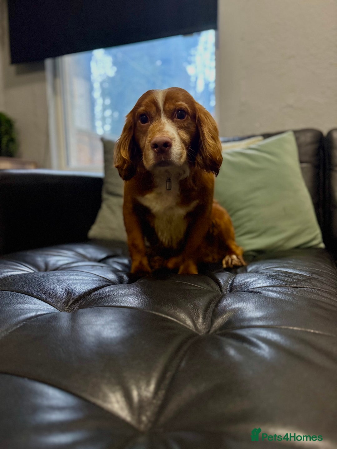 Cocker Spaniel dogs for sale: Cocker spaniel  - Advert 1