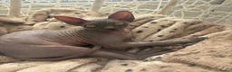 Sphynx cats for sale: 17 week old Sphynx  - Advert 2