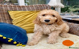 Irish Doodle dogs for sale: F1 Standard Irish Doodle Puppies  - Image 8