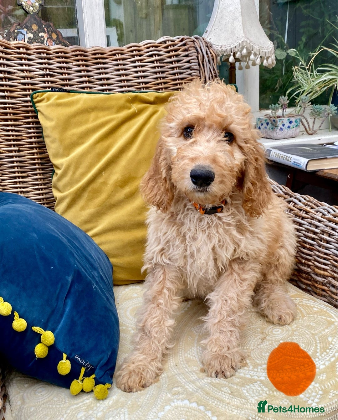 Irish Doodle dogs for sale: F1 Standard Irish Doodle Puppies  - Image 8