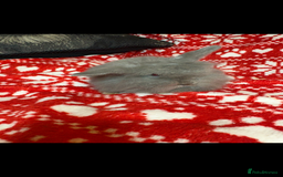 Mini Lop rabbits for sale: Gorgeous little mini lop baby bunnies ready now - Image 4