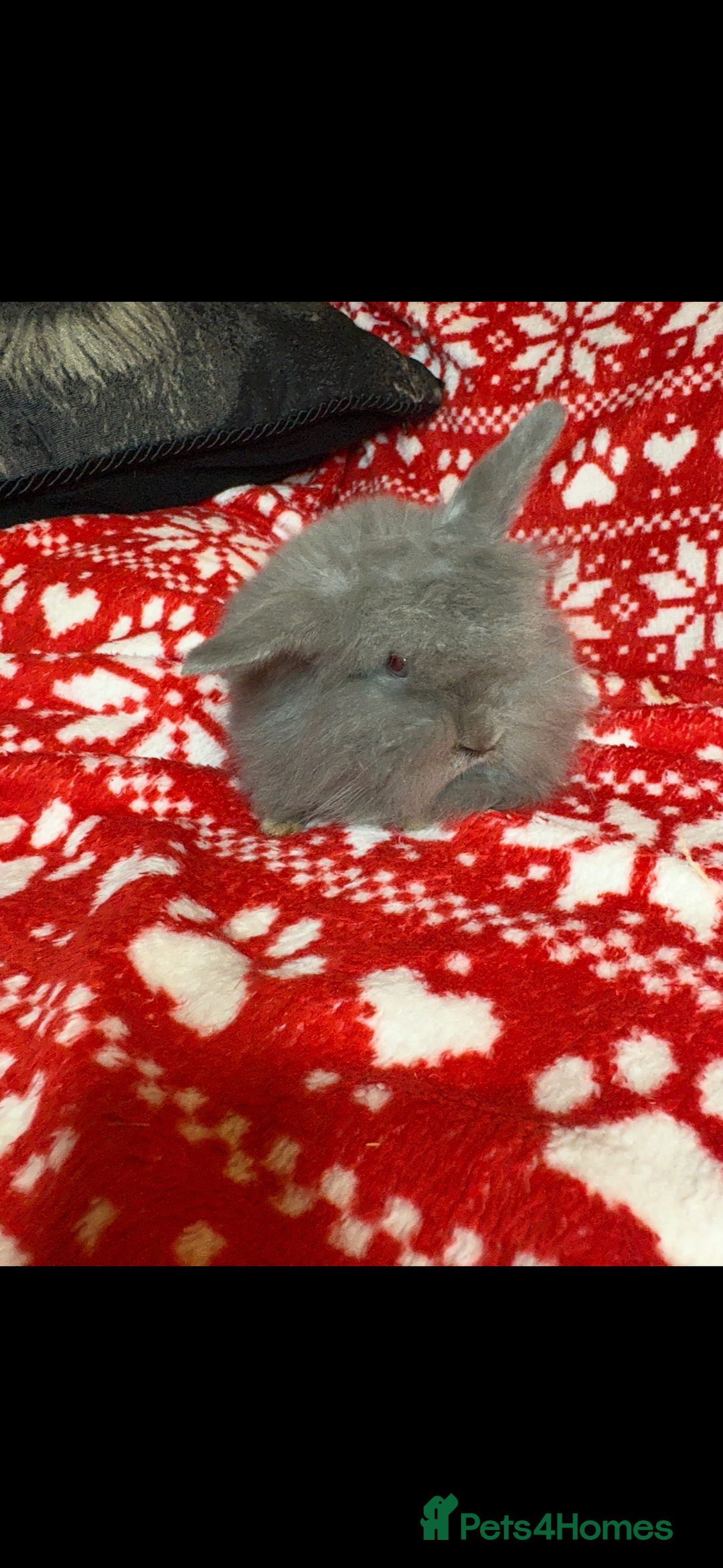 Mini Lop rabbits for sale: Gorgeous little mini lop baby bunnies ready now - Image 4