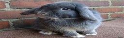 Mini Lop rabbits for sale: Stunning babies various ages vaccinated  - Advert 23