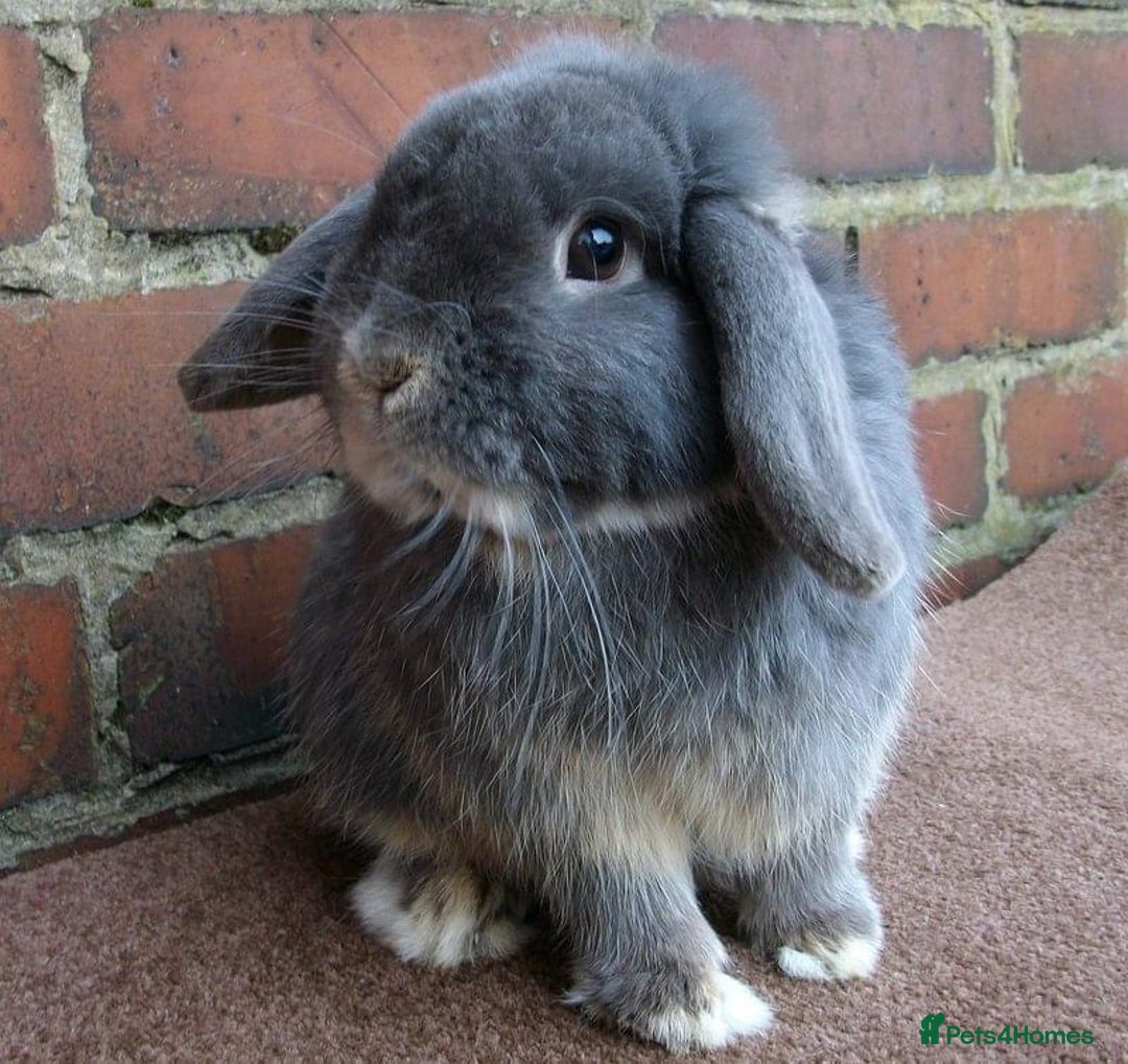 Mini Lop rabbits for sale: Stunning babies various ages vaccinated  - Advert 29