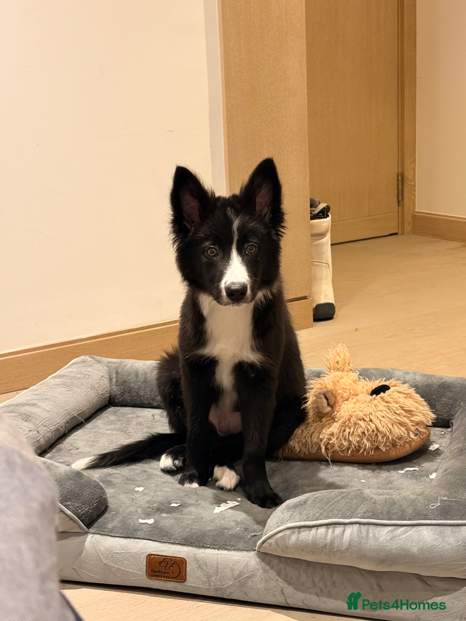 Border Collie dogs 6-Month-Old Male Border Collie Due to Allergies - Advert 5