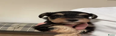 Miniature Schnauzer 2