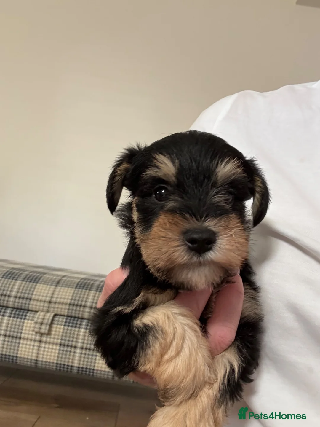 Miniature Schnauzer dogs for sale: Stunning health tested miniature schnauzer puppies - Advert 15