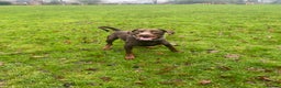 Dobermann dogs for sale: Doberman male  - Advert 2