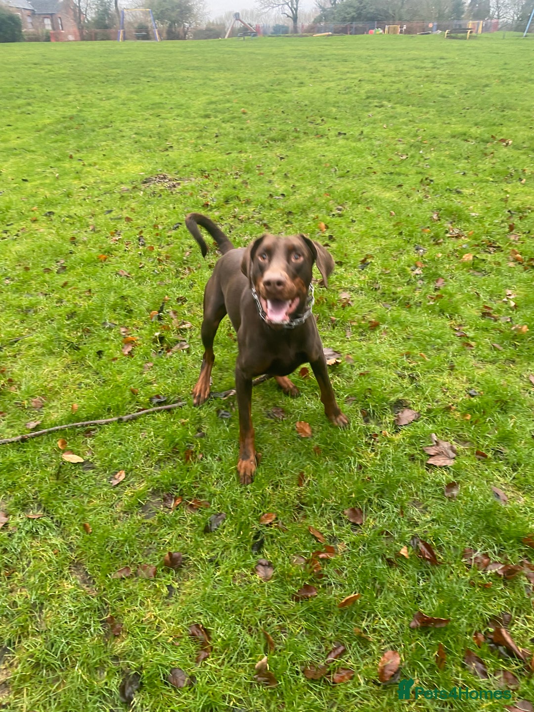 Dobermann dogs for sale: Doberman male  - Advert 2