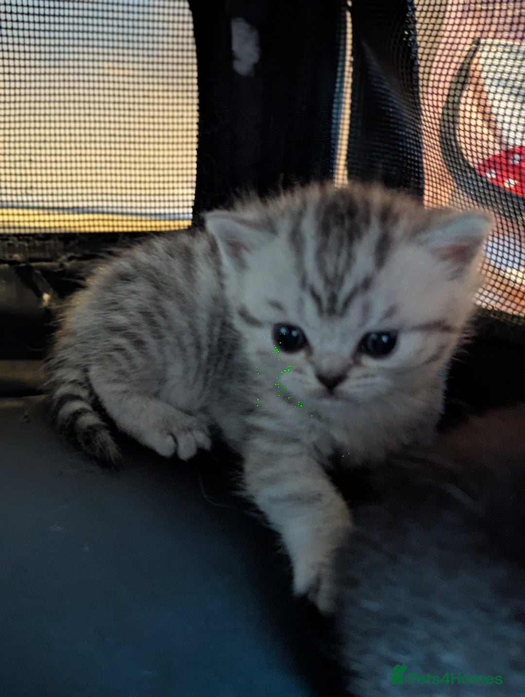 Scottish Fold cats for sale: 🐾 Beautiful Scottish Fold Kittens 🐾 - Image 5