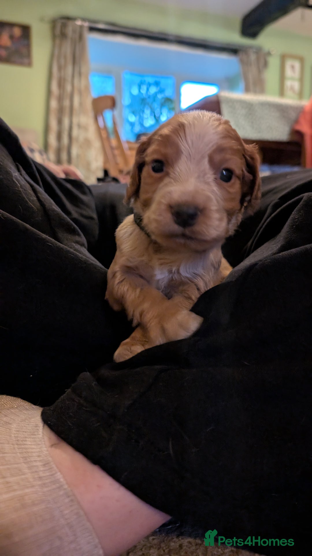 Cocker Spaniel dogs for sale: Working Cocker Spaniel Puppies  - Image 9