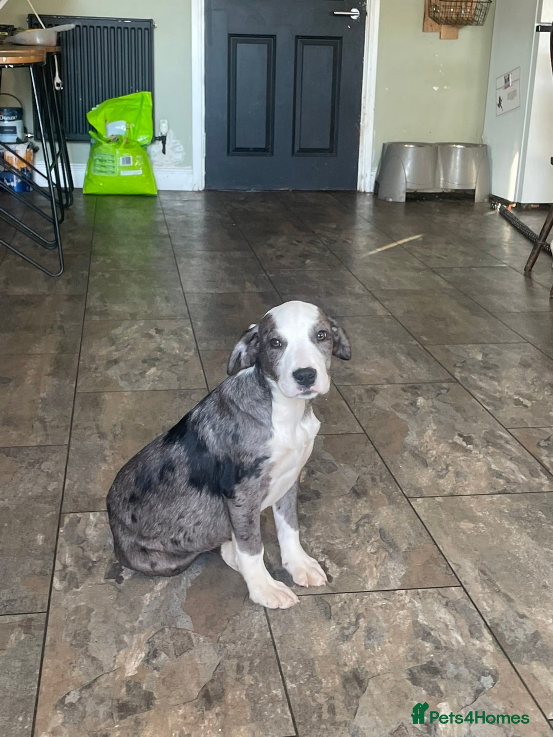 Mixed Breed dogs for sale:  Bully X Cocker Spaniel puppies - girls  - Advert 3