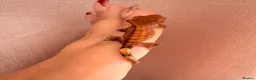 Gecko reptiles for sale: Crested Gecko Babies - Advert 4
