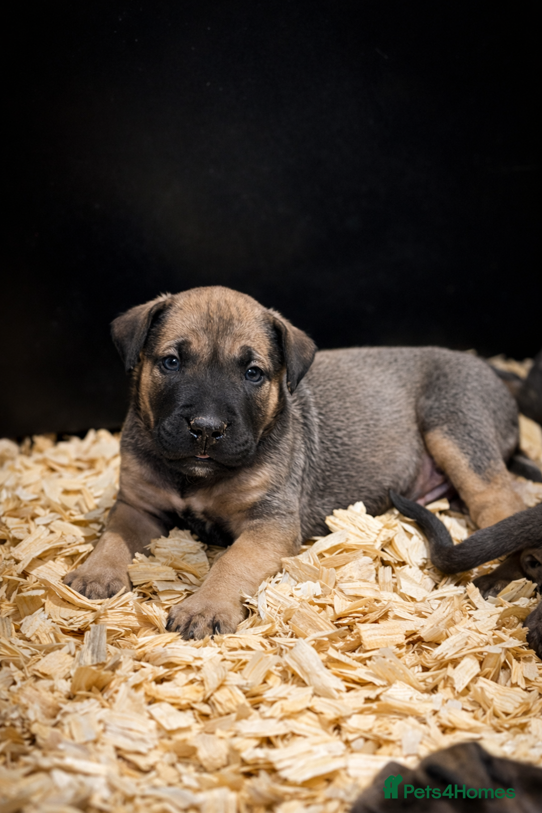 Presa Canario dogs for sale: Working Line Presa Canario Puppies - Advert 11