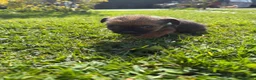 Border Terrier dogs for sale: Border terrior puppy’s  - Advert 4