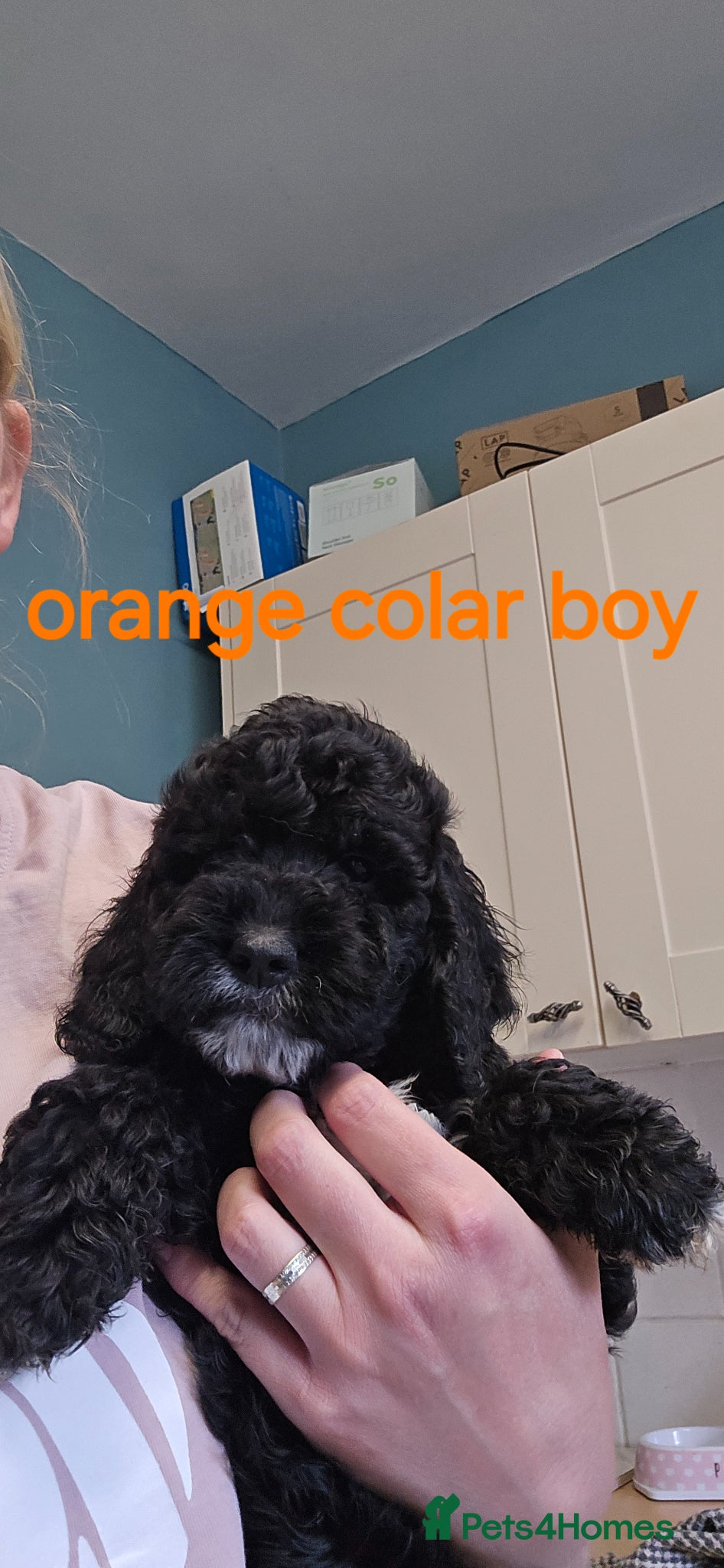 Cockapoo dogs 2 boys left blue and orange colar f2 cockapoos  - Advert 13