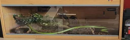 Mixed Breed invertebrates for sale: Red tail racer  rat snake in Bristol - Advert 2
