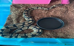 Python Snake reptiles for sale: Royal pythons for sale - Advert 3