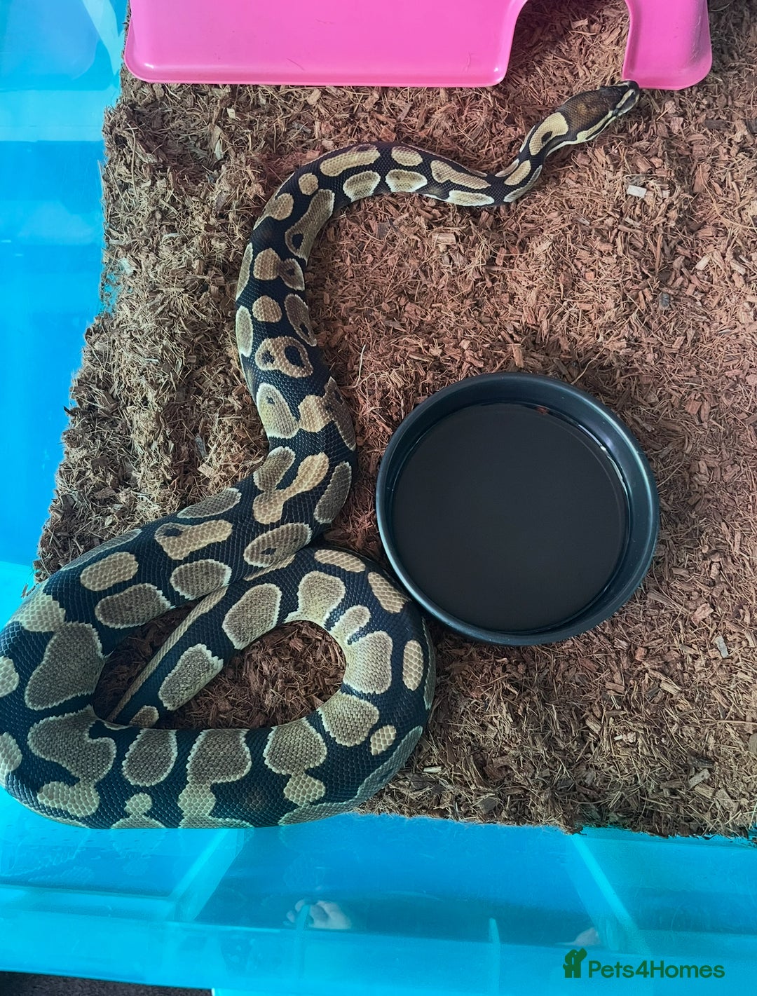 Python Snake reptiles for sale: Royal pythons for sale - Advert 3