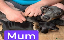 Dachshund dogs for sale: Daschund girl - Image 6
