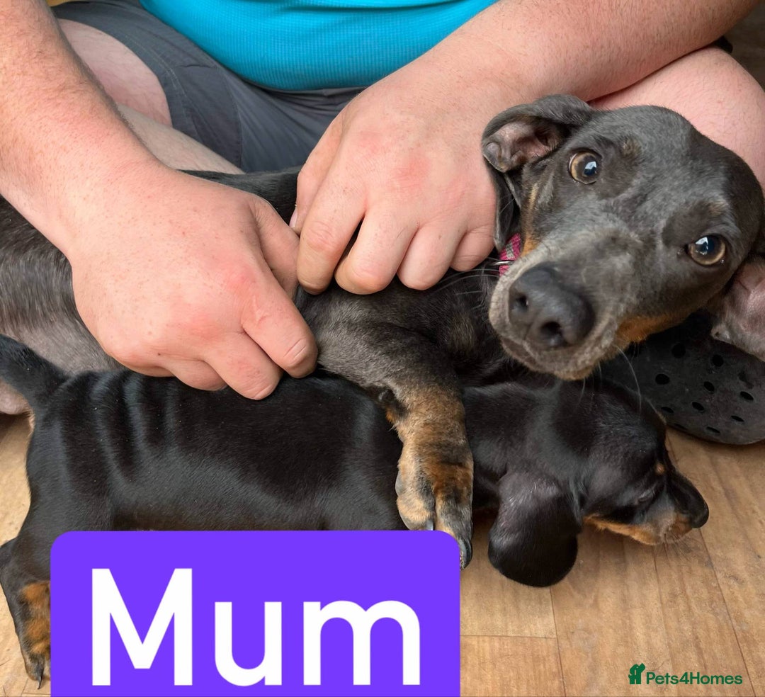 Dachshund dogs for sale: Daschund girl - Image 6