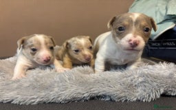 Jack Russell dogs for sale: Eye-Catching Jack Russel Puppies - Image 1