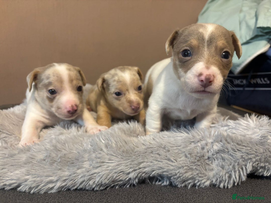 Jack Russell dogs for sale: Eye-Catching Jack Russel Puppies - Image 1