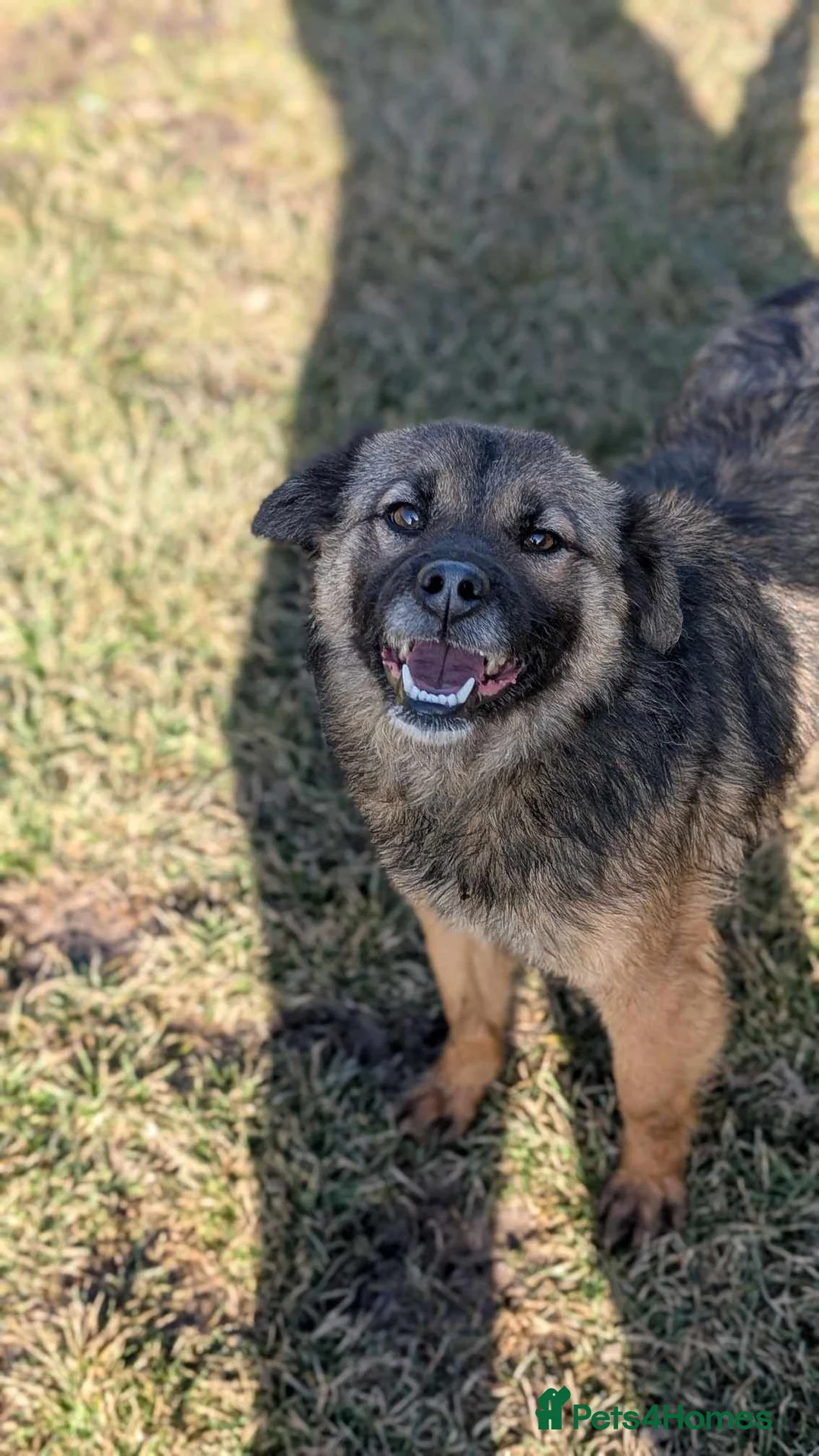 Mixed Breed dogs for adoption: Etta for adoption - Advert 3