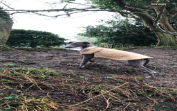 Mixed Breed dogs for sale: Bedlington Whippet cross puppies - Image 11