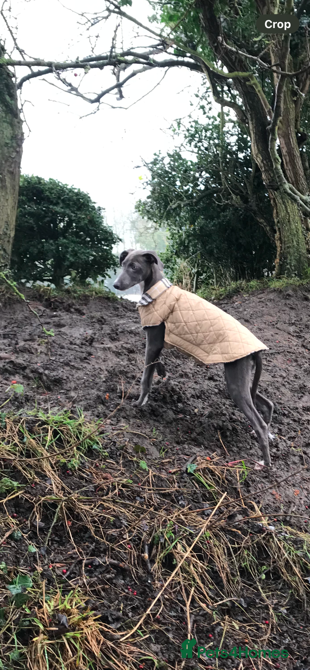 Mixed Breed dogs for sale: Bedlington Whippet cross puppies - Image 11