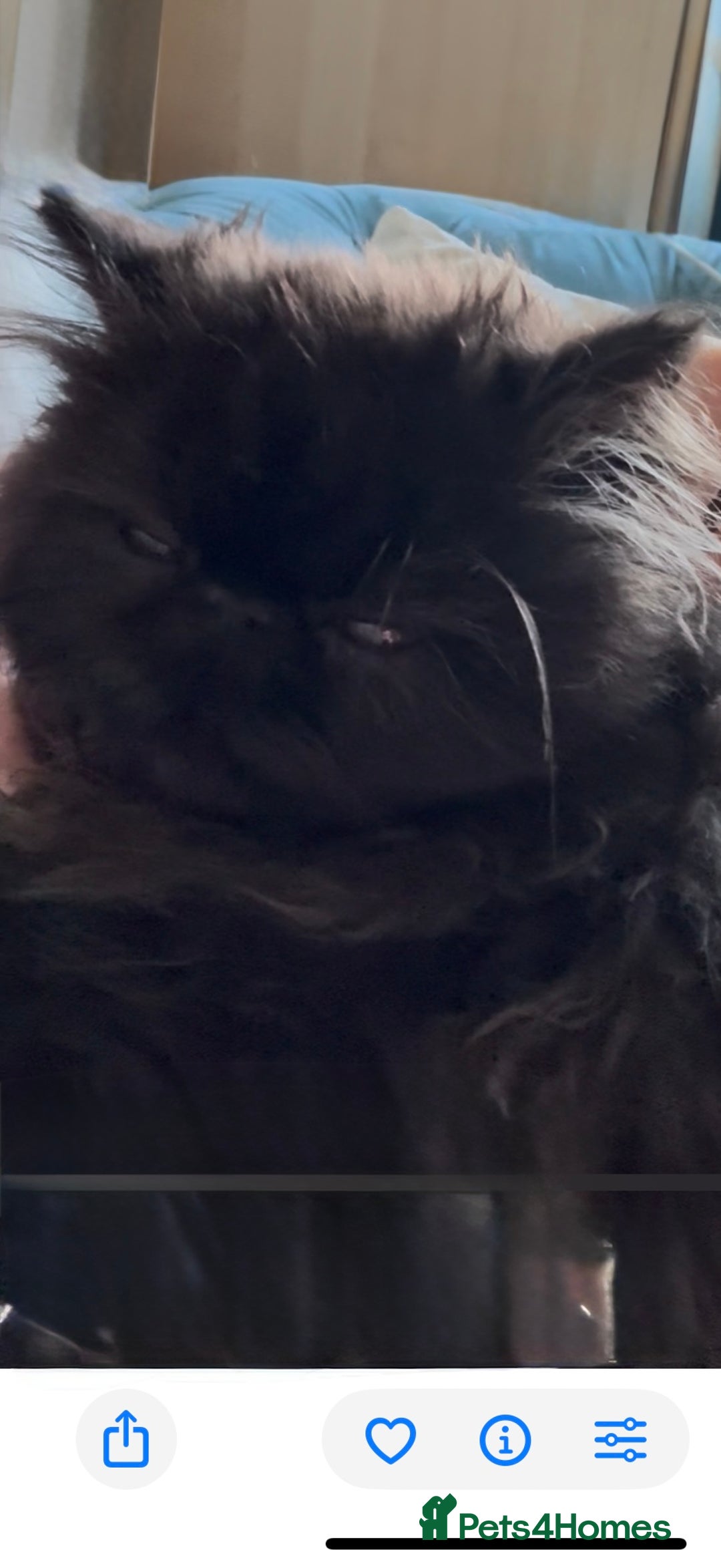Persian cats for sale: REDUCED GCCF PERSIAN KITTENS  - Image 4
