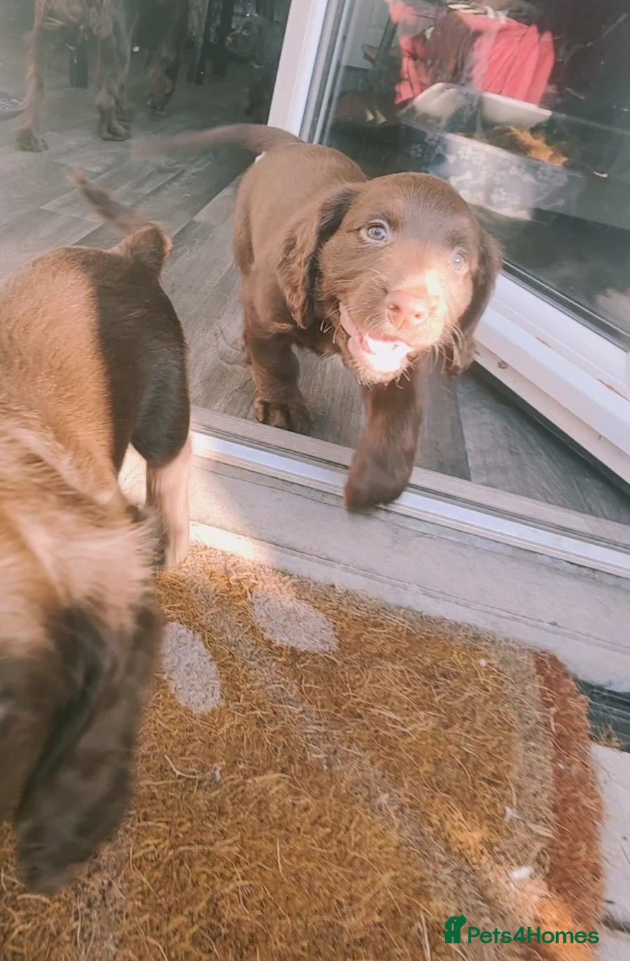 Cocker Spaniel dogs KC Cocker Spaniel Pups (worker) - Advert 2