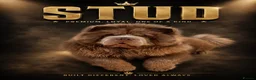 Chow Chow dogs for stud: Chow chow stud lilac - Advert 1