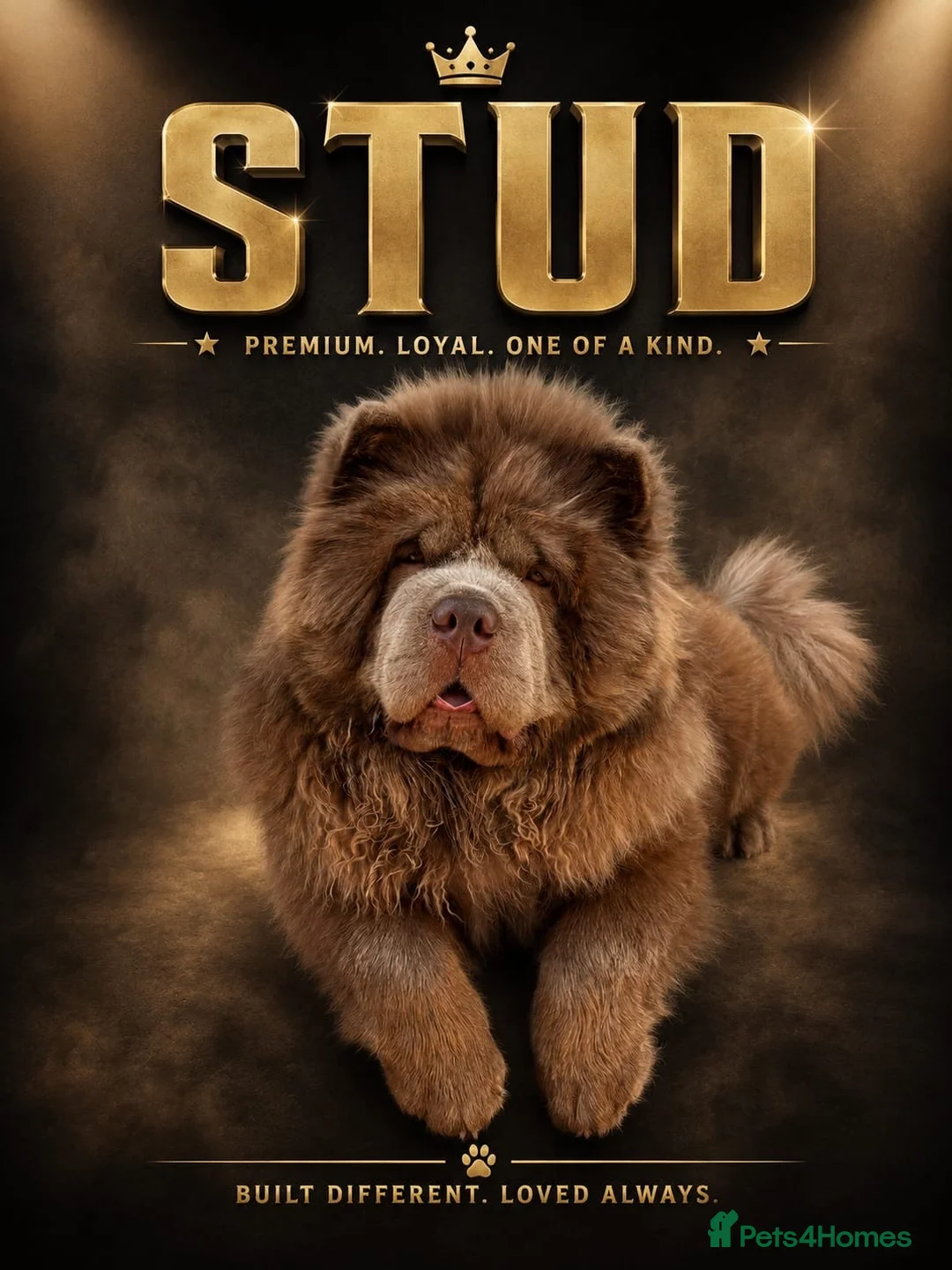 Chow Chow dogs for stud: Chow chow stud lilac - Advert 1