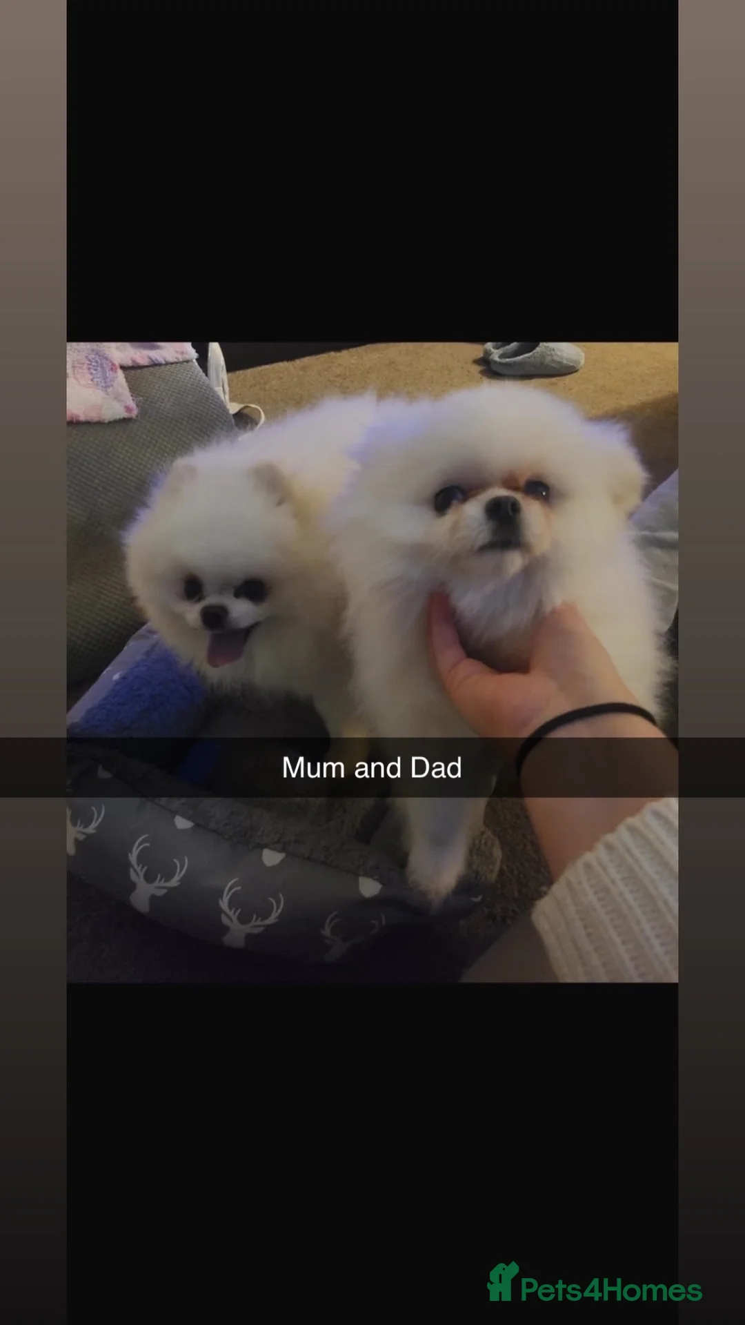 Pomeranian dogs for sale: Pomeranians  in Sheffield - Advert 8