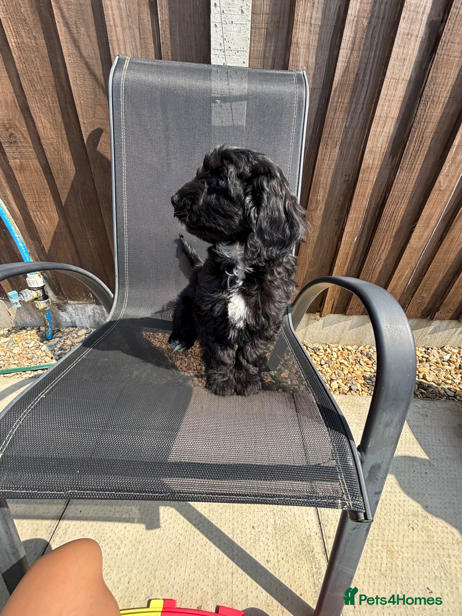 Cockapoo dogs Cockapoo puppy’s 650 each the add want up date  - Advert 1