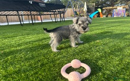 Miniature Schnauzer dogs for sale: *MINi SCHNAUZERS PUPPIES* - Image 12