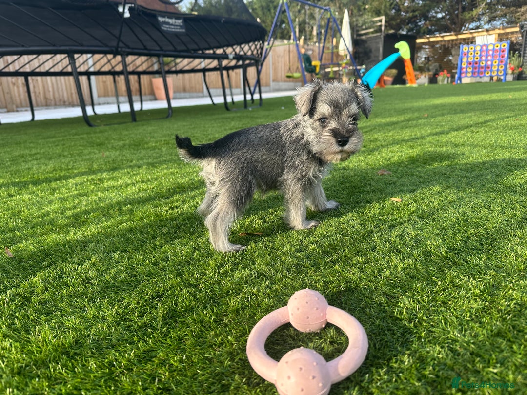 Miniature Schnauzer dogs for sale: *MINi SCHNAUZERS PUPPIES* - Image 12