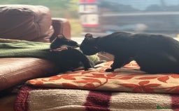 Mixed Breed cats for sale: Two kittens to go to a good home - Image 2